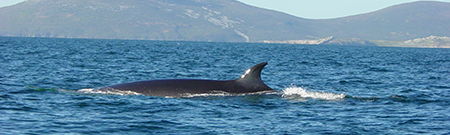Whales Falkland Islands